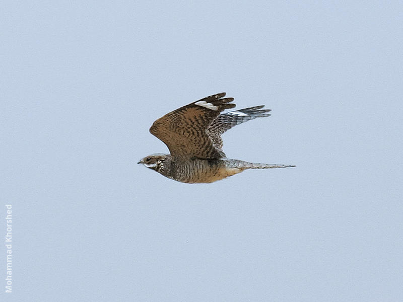 Eurasian Nightjar