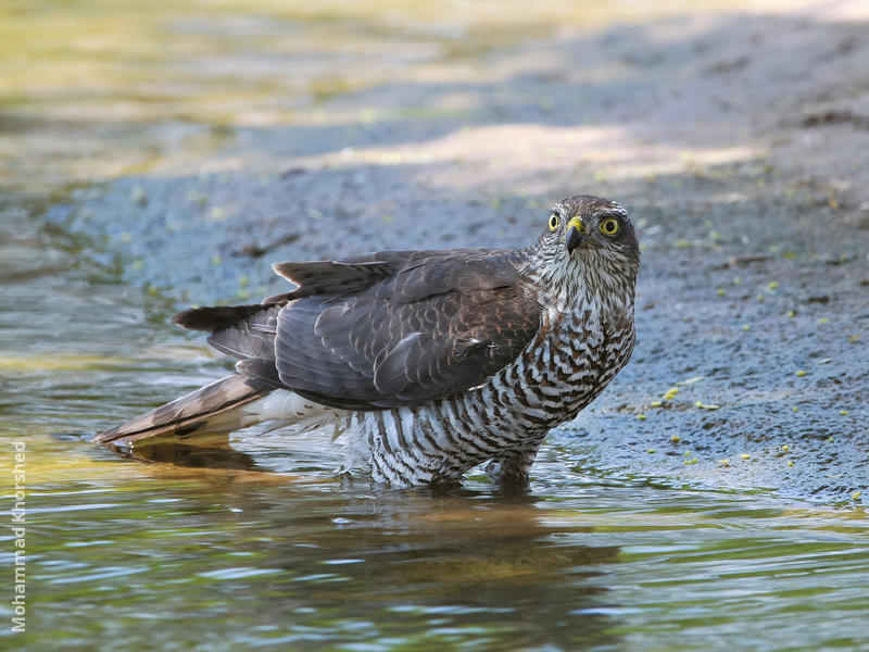 Eurasian Sparrowhawk (Female)