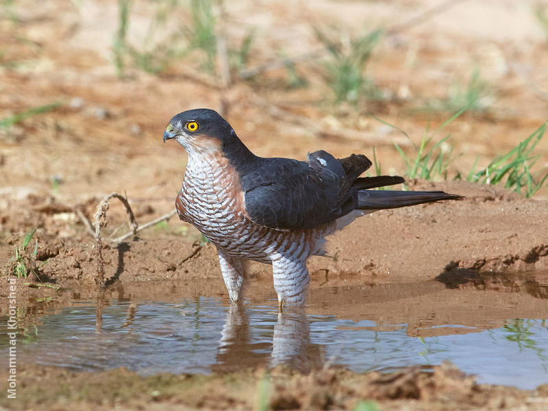 Eurasian Sparrowhawk (Male)