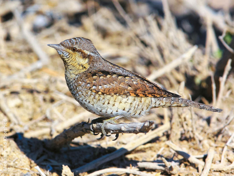 Eurasian Wryneck