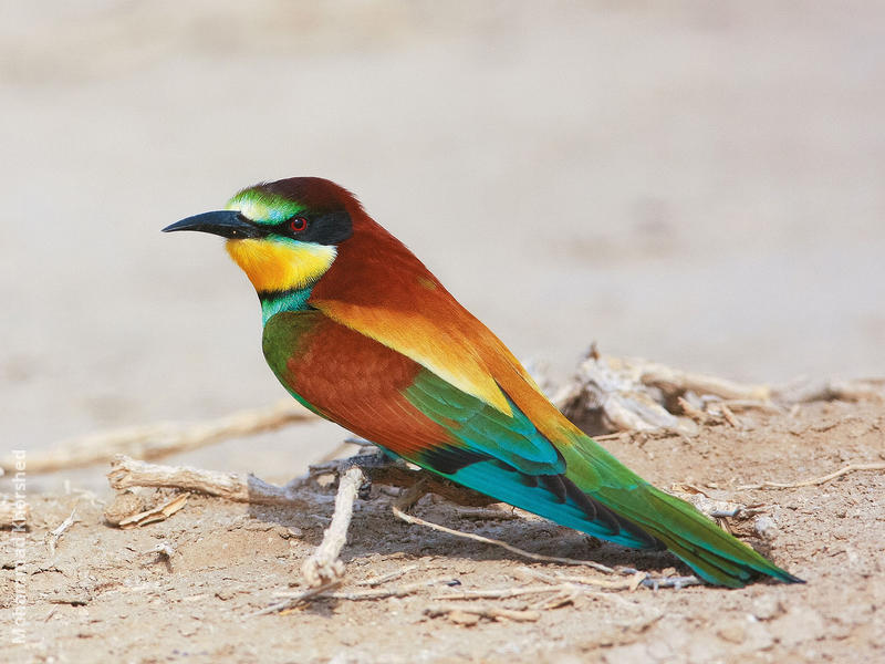 European Bee-eater 