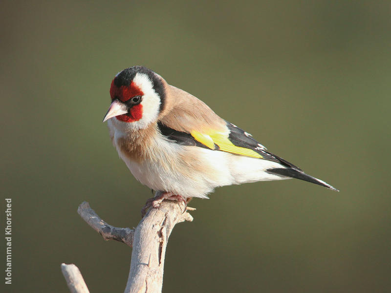 European Goldfinch