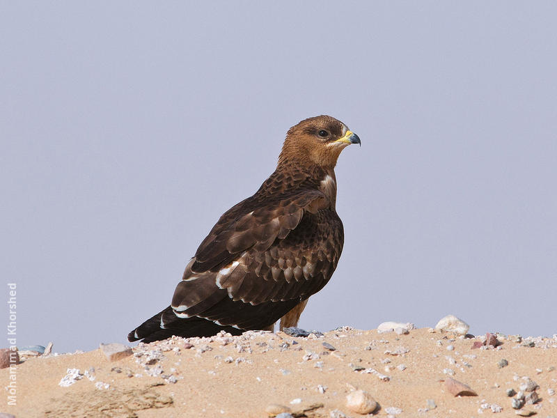 European Honey Buzzard