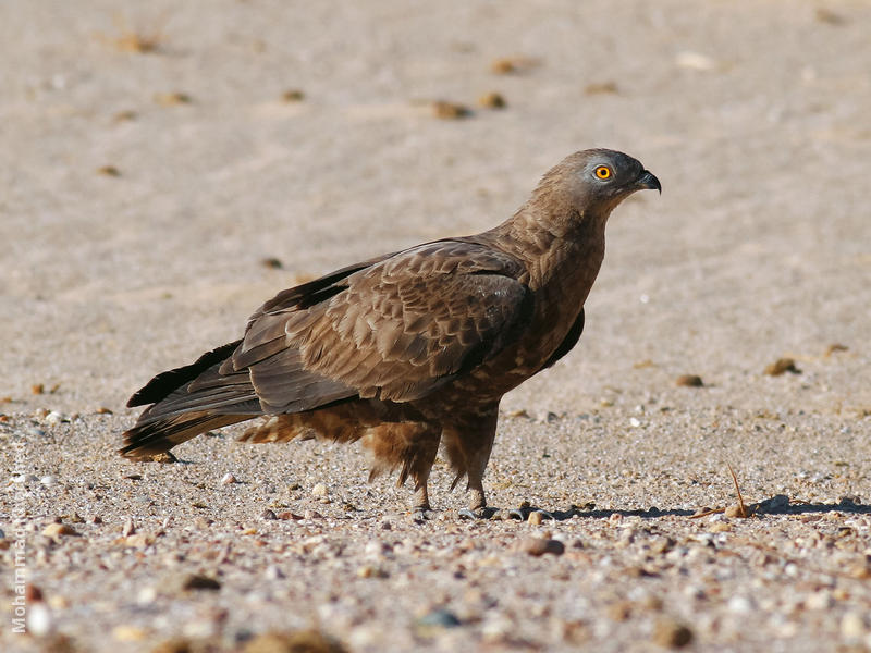 European Honey Buzzard