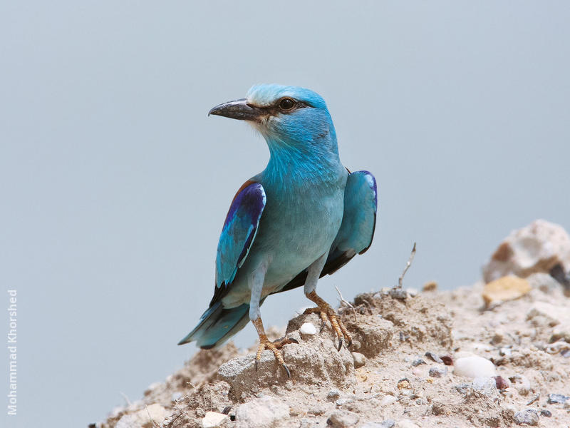 European Roller