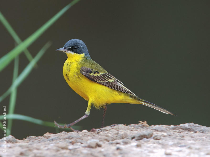 Grey-headed Wagtail (Male)