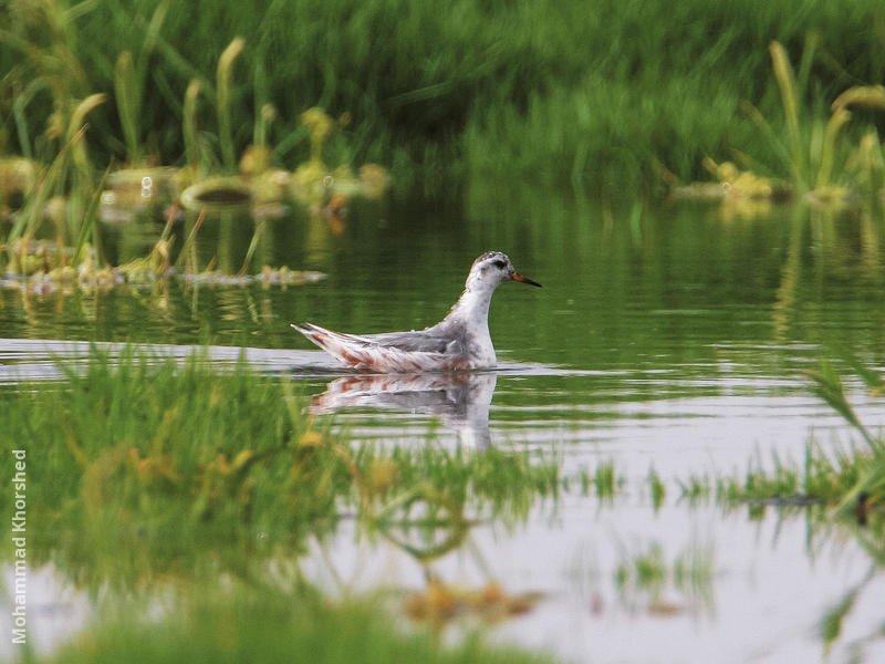 Grey Phalarope