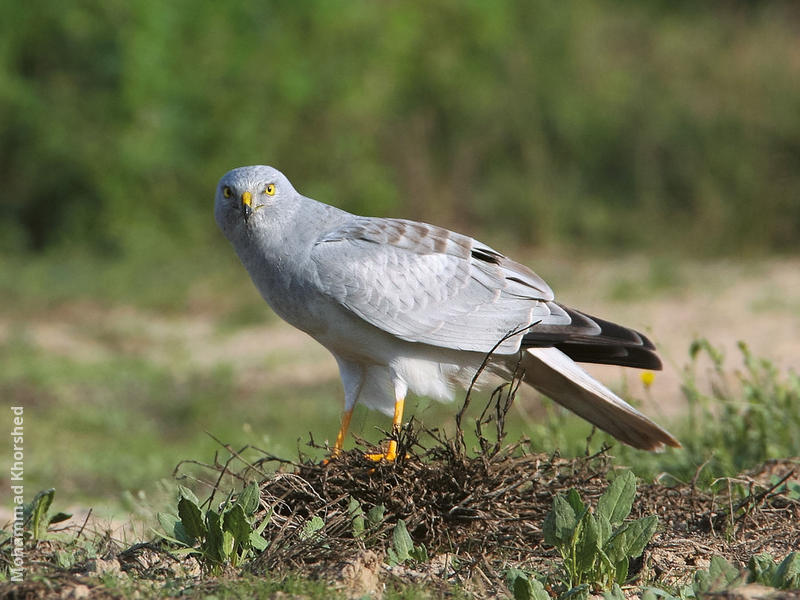 Hen Harrier (Male)