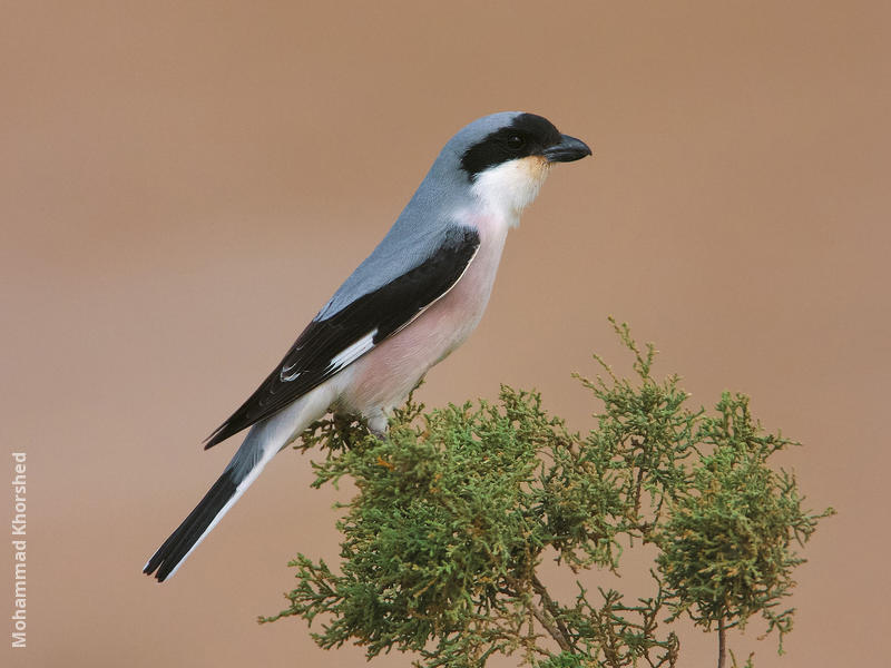 Lesser Grey Shrike