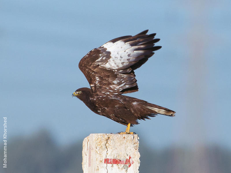 Long-legged Buzzard (Dark morph)