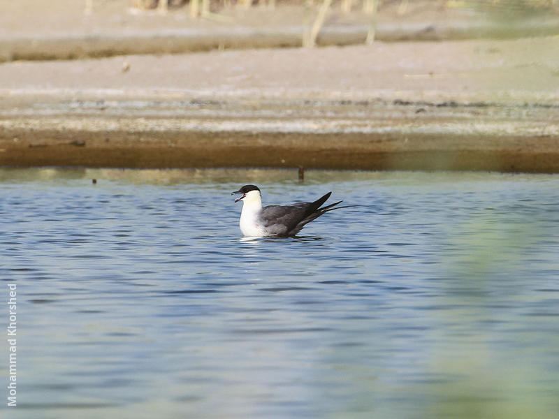 Long-tailed Skua