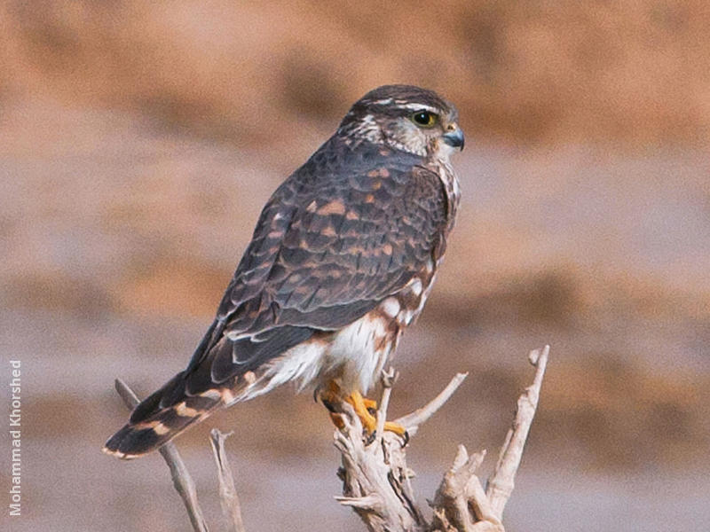 Merlin (Immature male)