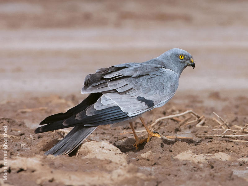 Montagu’s Harrier (Male)