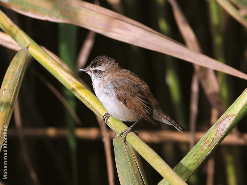 Moustached Warbler (Winter)