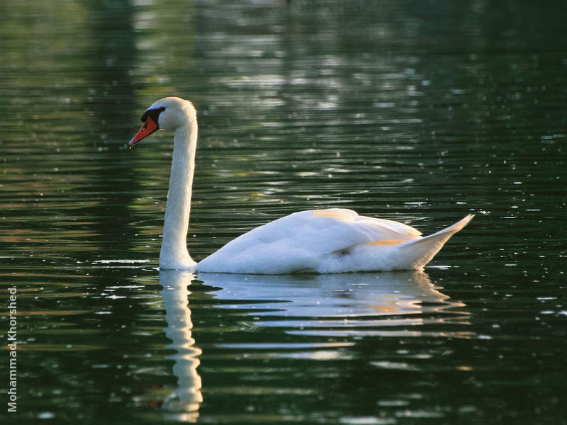 Mute Swan (GERMANY)