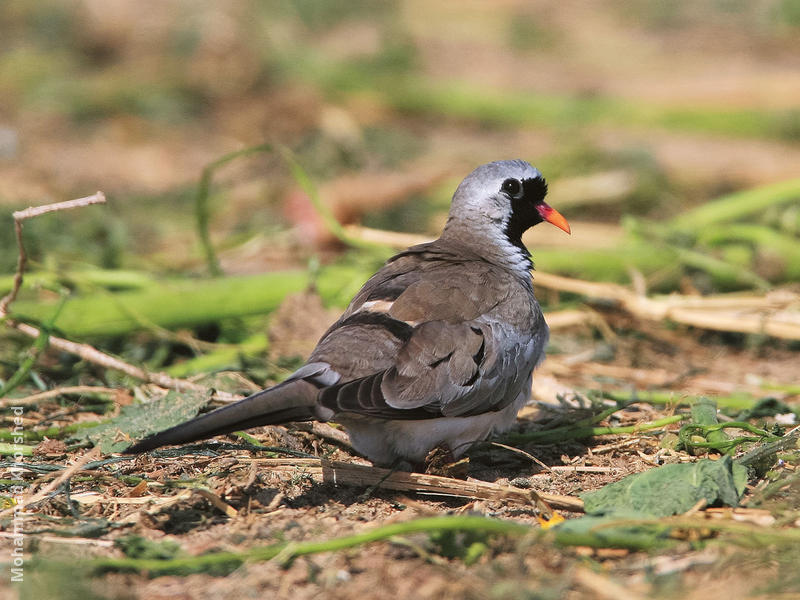 Namaqua Dove (Male)