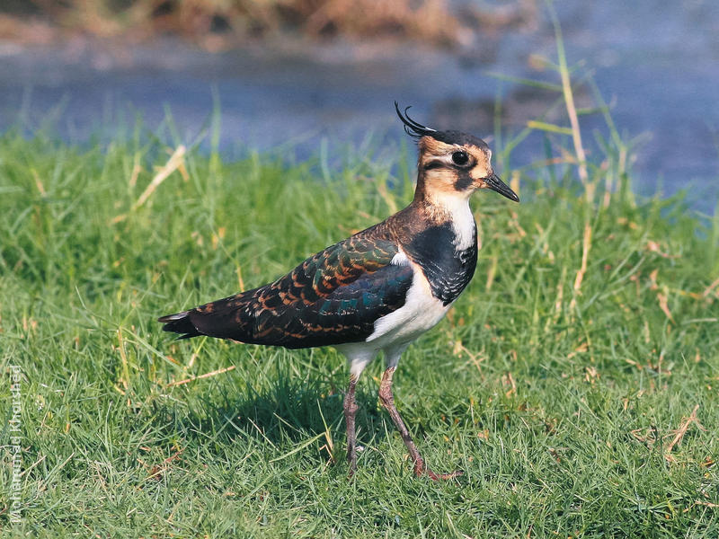 Northern Lapwing (Winter)