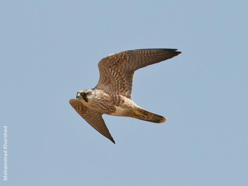 Peregrine Falcon (Immature)