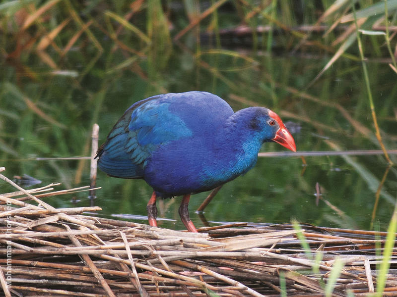 Purple Swamphen