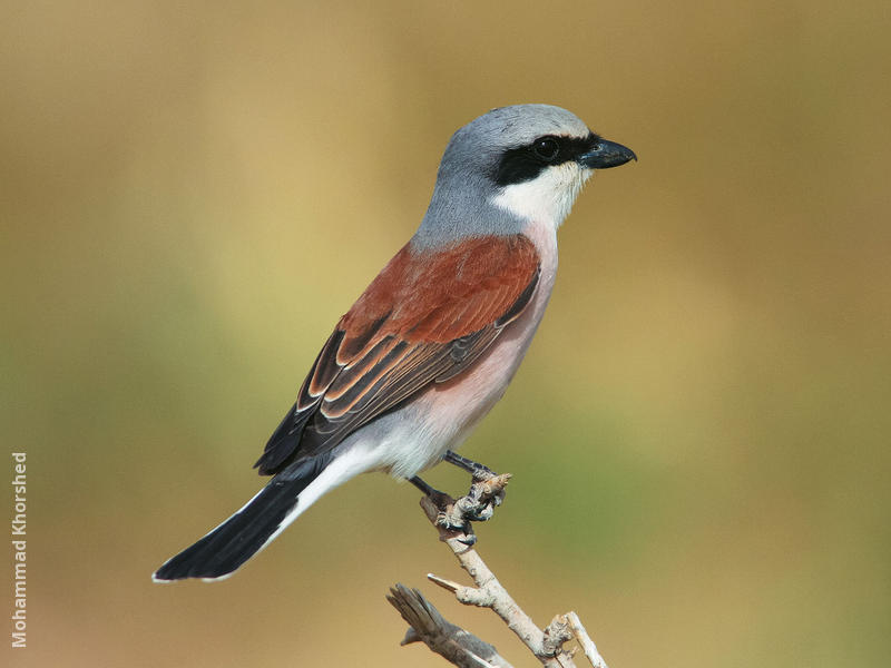 Red-backed Shrike (Male breeding plumage)