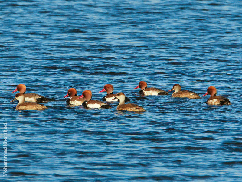 Red-crested Pochard (Males and females)