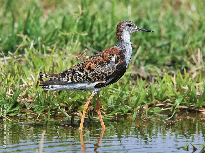 Ruff (Male)