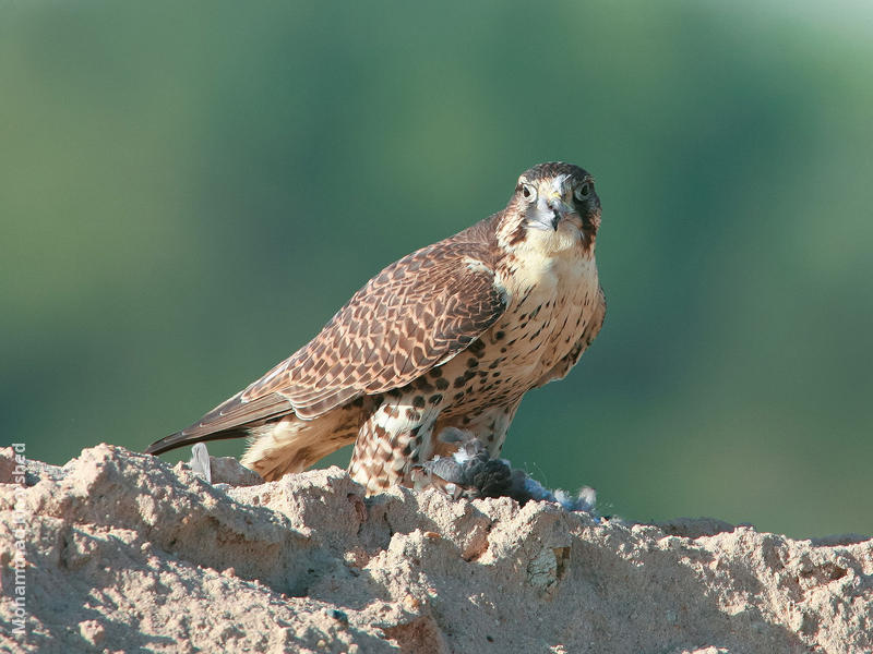 Saker Falcon