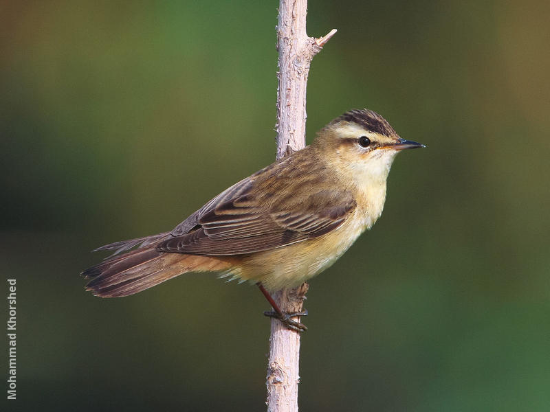 Sedge Warbler