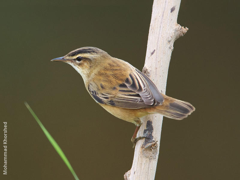 Sedge Warbler