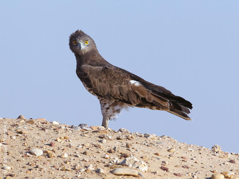 Short-toed Snake Eagle 