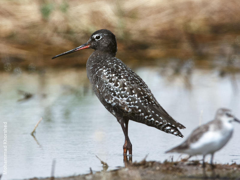 Spotted Redshank (Breeding plumage)