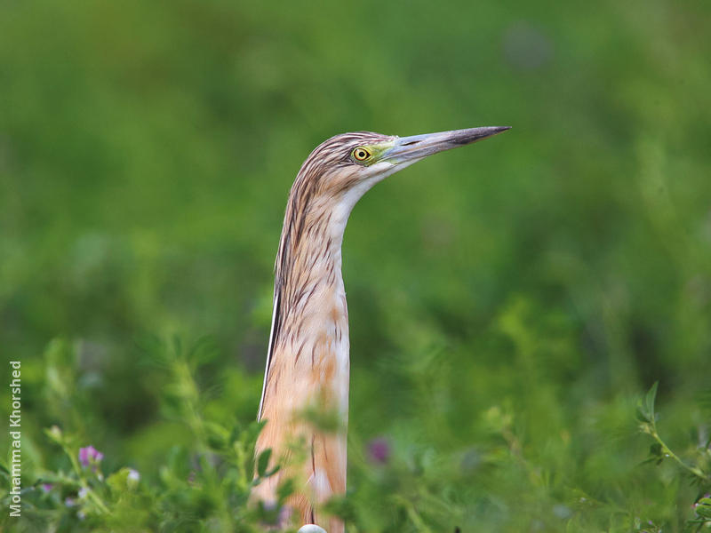 Squacco Heron