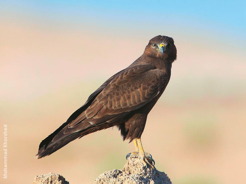 Steppe Buzzard