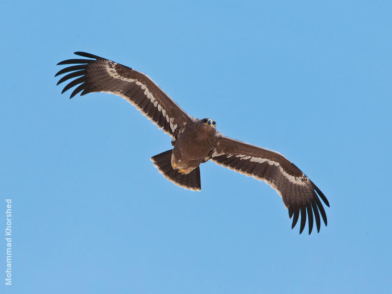 Steppe Eagle (Juvenile)