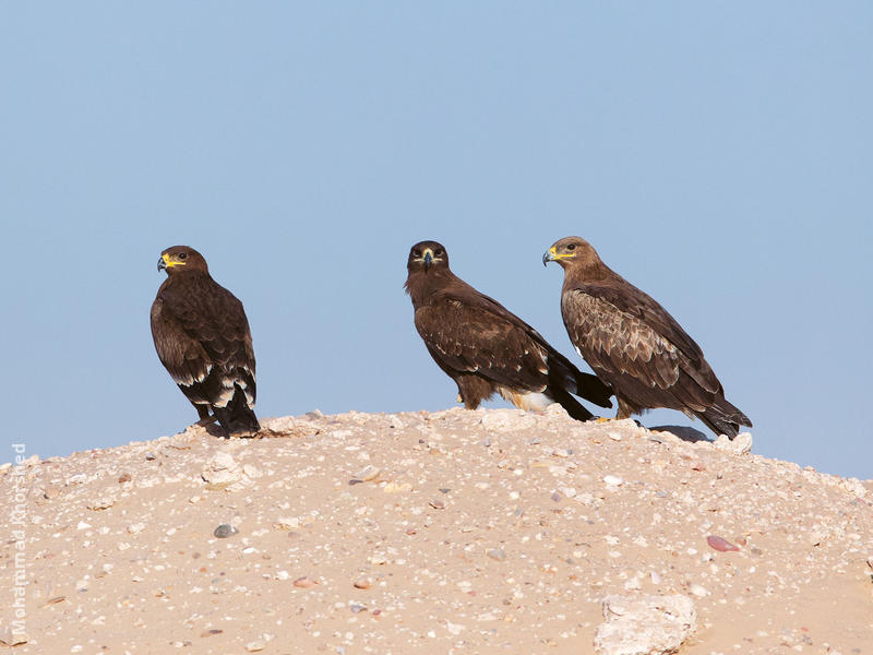 Steppe Eagle