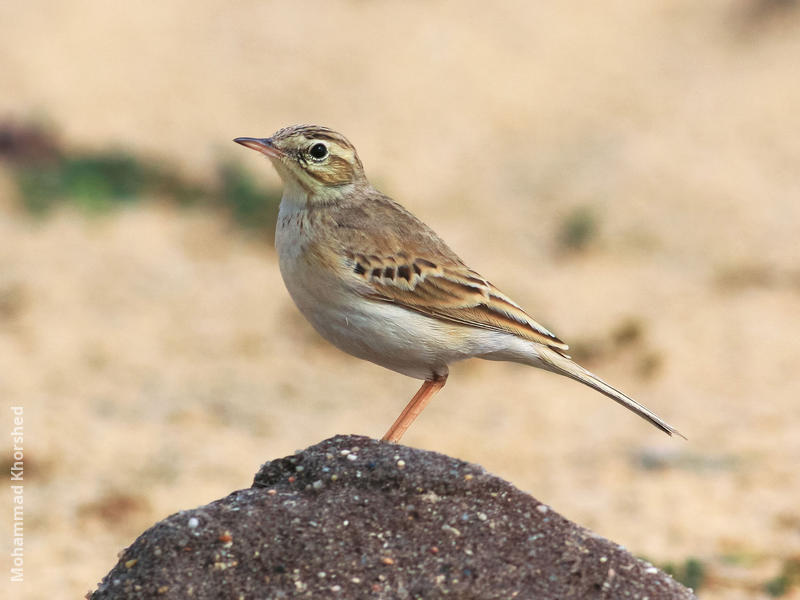 Tawny Pipit (Breeding plumage)