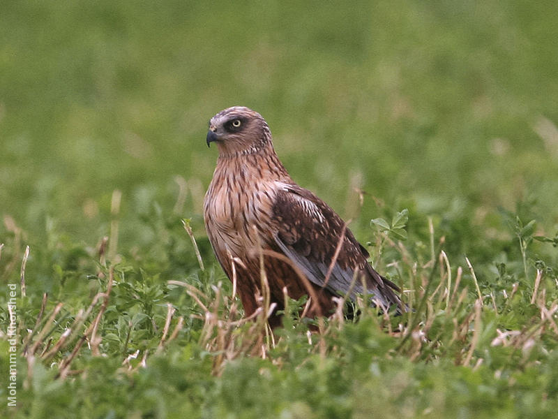 Western Marsh Harrier (Male)