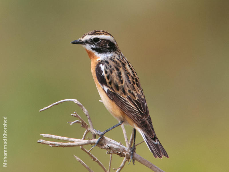 Whinchat (Male breeding plumage)