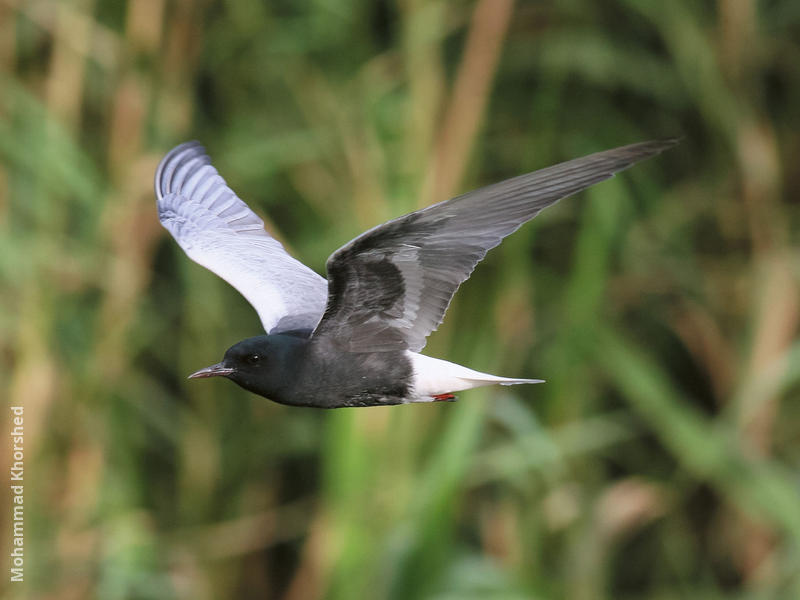 White-winged Tern