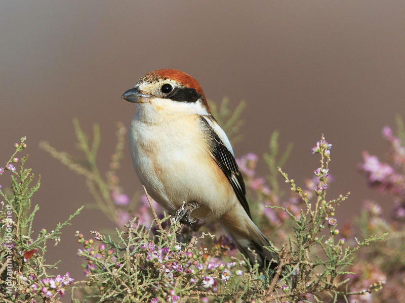 Woodchat Shrike (Immature)