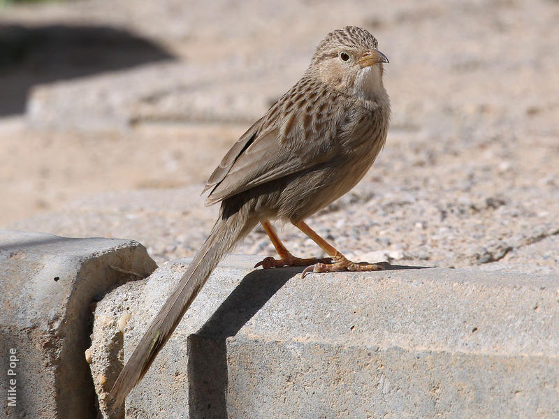 Afghan Babbler