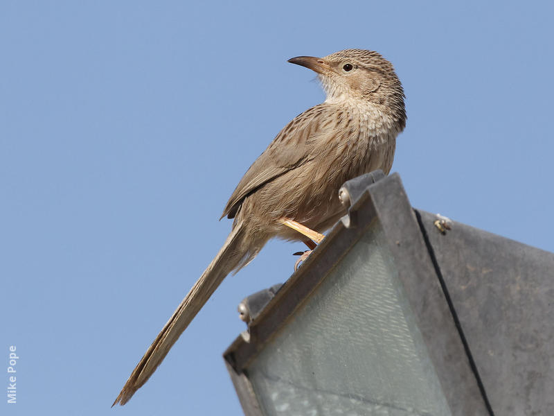 Afghan Babbler