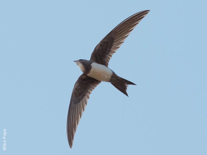 Alpine Swift 