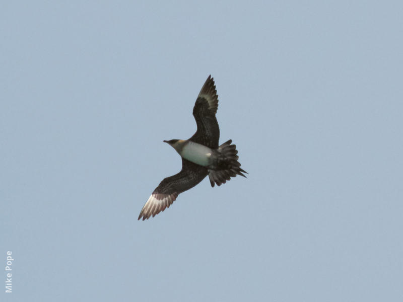 Arctic Skua