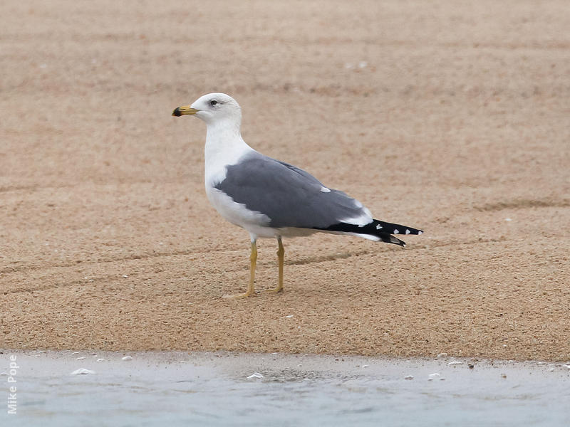 Armenian Gull (Late autumn)