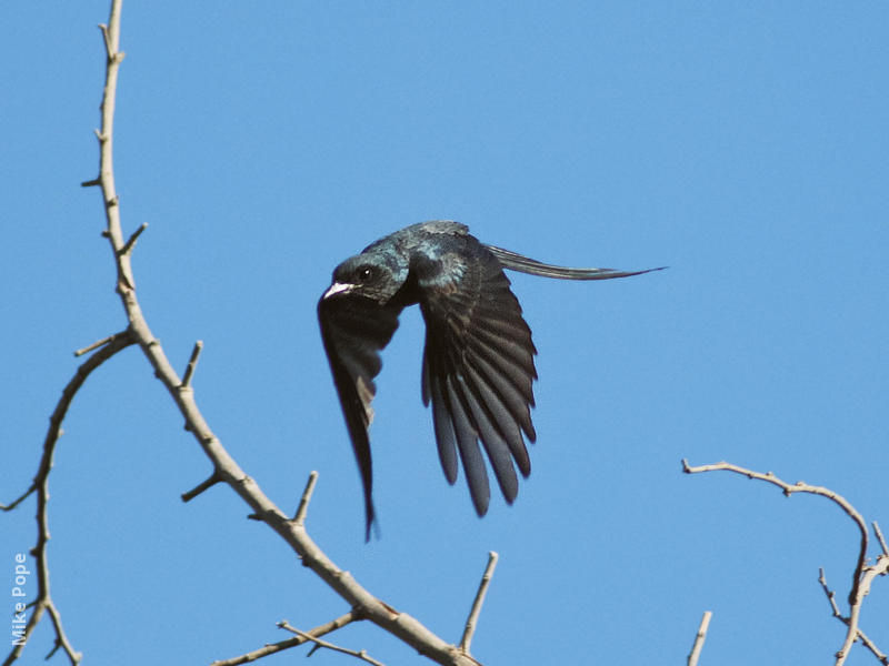 Ashy Drongo