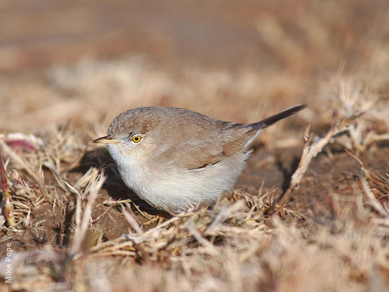 Asian Desert Warbler