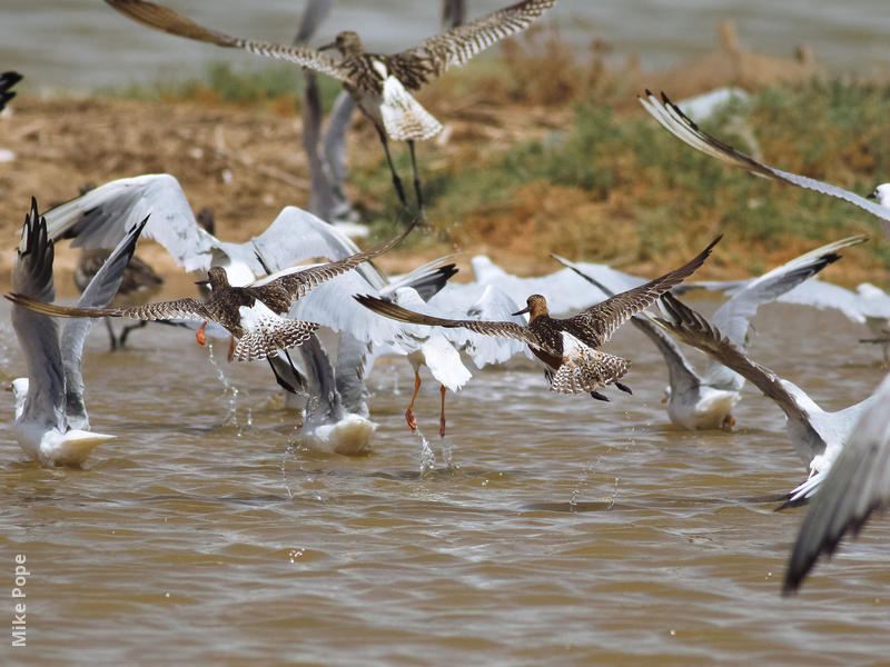 Bar-tailed Godwit