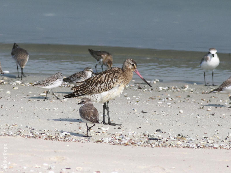 Bar-tailed Godwit (Non - breeding)