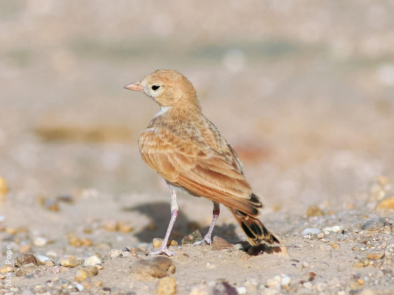 Bar-tailed Lark